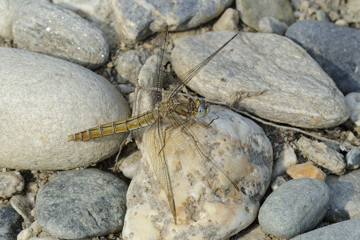 Libellula da ID